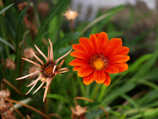 dry and fresh gazania at garden