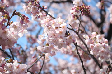 Beautiful and cute pink cherry blossom (Kawazu Zakura) flowers wallpaper background, soft focus