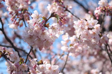 Beautiful and cute pink cherry blossom (Kawazu Zakura) flowers wallpaper background, soft focus
