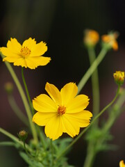 pretty yellow daisies outdoors