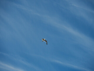 Bottom view, Ivory seagull flying across a blue sky with white stripes of clouds.