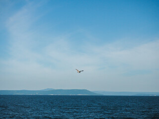 Fototapeta na wymiar Ivory seagull flies over the dark blue sea against the background of the blue sky and the opposite shore in the haze.