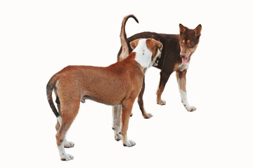 jack russell terrier