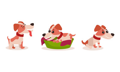 Funny Jack Russell Terrier Character Sitting Vector Set