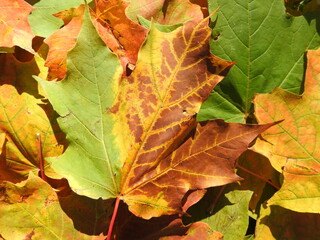 
Maple leaves of all colors