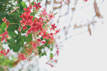 red flowers on a tree