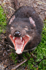 Tasmanian Devil in Tasmania Australia