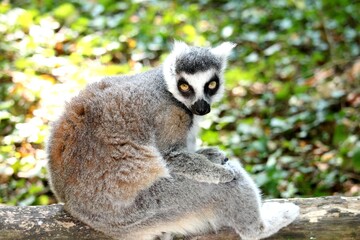 Portrait de singes