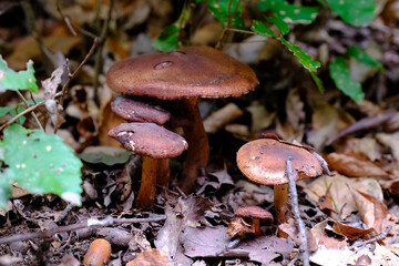 秋の京都の風景　吉田神社の境内で生えていたキノコ