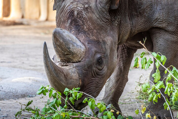 Fototapeta premium A rhino in a zoo, walking around in its outdoor enclosure at a sunny day in summer.