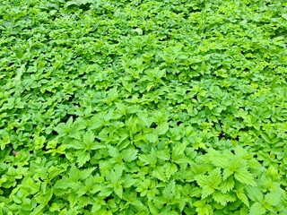 Obraz premium Nettle, common lady mantle and bishop weed bright green pattern in Moscow botanical garden, Moscow Russia