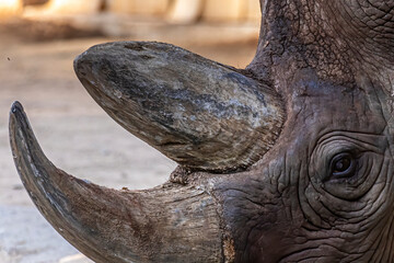 A rhino in a zoo, walking around in its outdoor enclosure at a sunny day in summer.