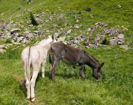 rilassante immagine di bestiame al pascolo in alpeggio di montagna