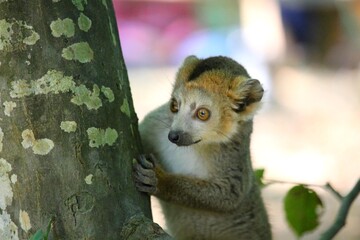 Portrait de singes