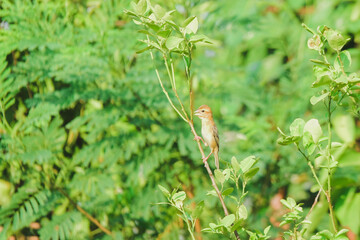 plant in the garden