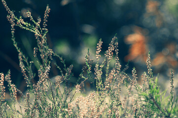 heather field. beautiful floral background, selective focus, place for text