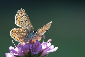 Obraz premium Schmetterling - Bläuling - auf einer lila Blume