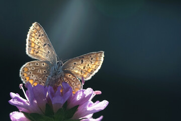 Schmetterling  - Bläuling - auf einer lila Blume