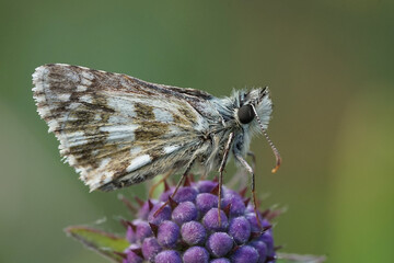 Obraz premium Kleiner Würfeldickkopf auf einer lila Blume
