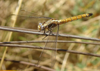 Brown Skimmer (Orthetrum brunneum), female