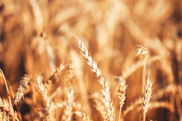 Obraz premium Beautiful wheat field in the countryside, late summer season.