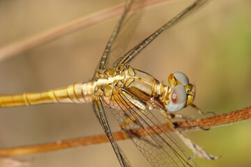 Brown Skimmer (Orthetrum brunneum), female