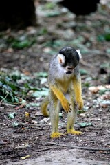 Portrait de singes