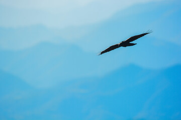 Corvo imperiale (Corvus corax) silhouette volo tra le montagne