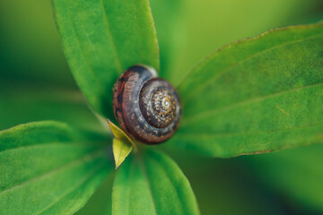 The snail hid in its shell on the green leaves of the plant.
