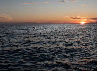Obraz premium Silhouette of young sufrer during sunset. Active lifestyle.