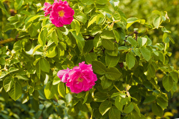 Beautiful flowers with fuchsia-colored petals grow on a green bush.