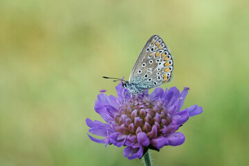 Schmetterling - Bläuling - auf einer lila Blume