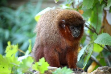 Portrait de singes