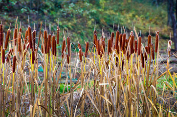 晩秋のたたずまい