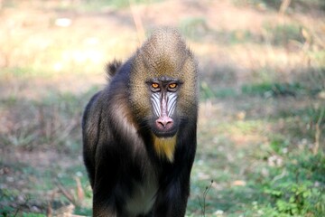 Portrait de singes