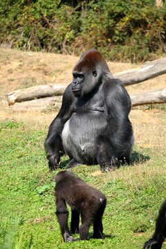 Portrait de singes