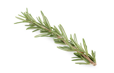 Rosemary isolated on white background