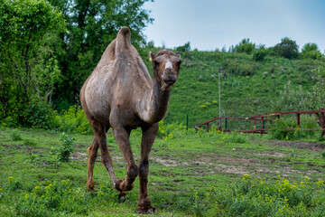 camel in the meadow