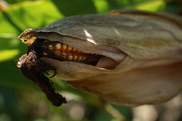 Maiskolben Maisfeld im Herbst
