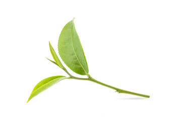 green tea leaf isolated on white background