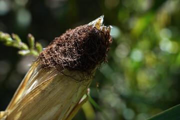 Maiskolben Maisfeld im Herbst