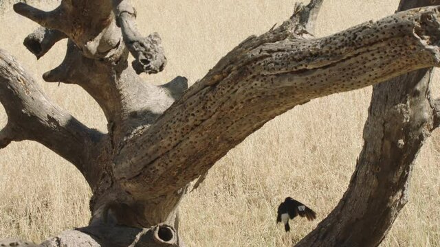 Acorn woodpecker fighting off California ground squirrel