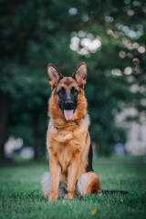 German shepherd dog posing outside. Happy and healthy dogs together. Two dogs outside.	

