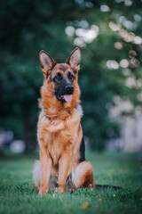 German shepherd dog posing outside. Happy and healthy dogs together. Two dogs outside.	