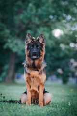 German shepherd dog posing outside. Happy and healthy dogs together. Two dogs outside.	
