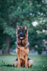 German shepherd dog posing outside. Happy and healthy dogs together. Two dogs outside.	