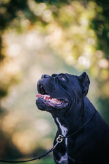 Cane corso dog posing outside in green background.