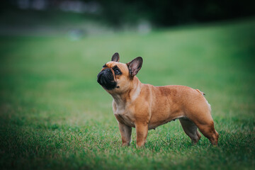 Obraz premium French bulldog posing outside in green background. Purebreed bulldog standing 