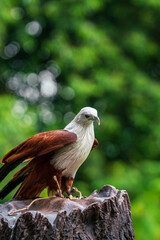 Brahminy kite perching on the tree trunk.