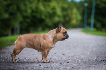 French bulldog posing outside in green background. Purebreed bulldog standing	
